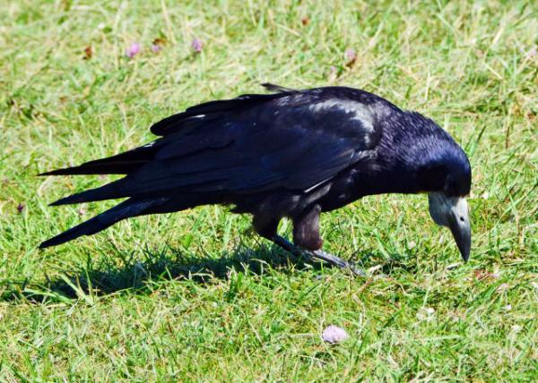 2016-07-19_Animal_Rook ͺѻ-10001.JPG
