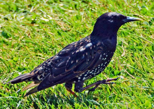 2016-07-19_Animal_Carrion Crow Сѻ-30001.JPG