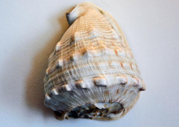 2016-07-16_Royal Yacht Britannia_State Dining Rm_Collection ղƷ-20001.JPG