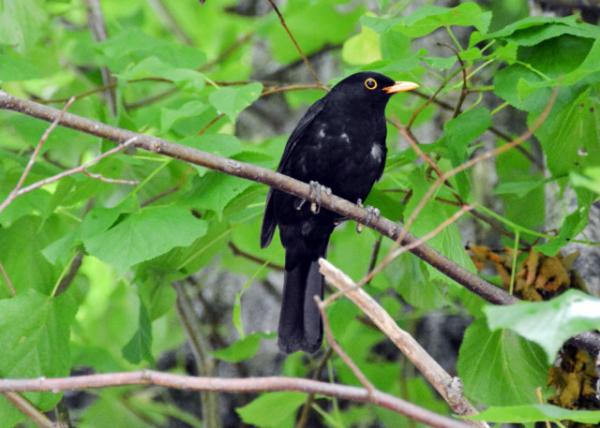 2016-07-15_Animal_Common Blackbird -10001.JPG