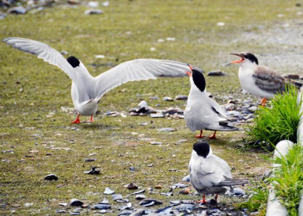 2016-07-15_Animal_Oystercatcher -20001.JPG