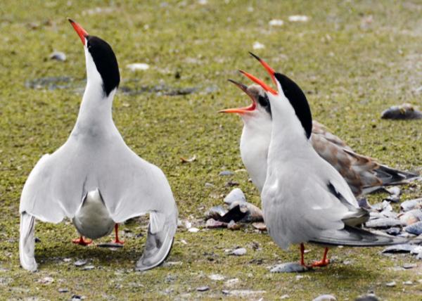 2016-07-15_Animal_Oystercatcher-30001.JPG
