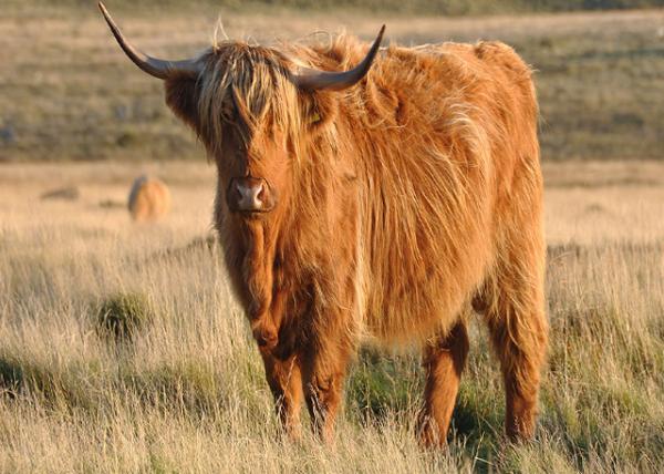 2016-07-15_Animal_Highland Cow0001.JPG