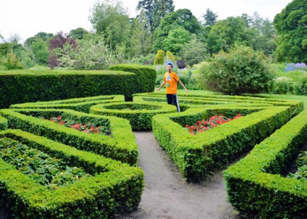2016-07-15_Cawdor Castle_Topiary @ the Knot Garden ԰԰-30001.JPG