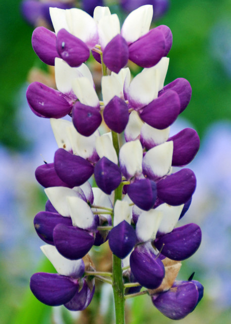 2016-07-15_Flower_Lavender ޹�²�-120001.JPG