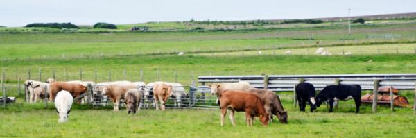 2016-07-14_Animal_A Herd of Cattle-20001.JPG