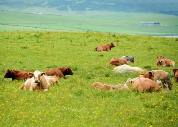 2016-07-14_Animal_A Herd of Cattle-30001.JPG
