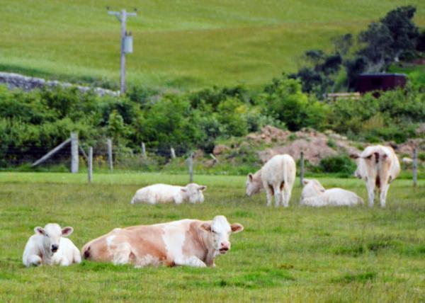 2016-07-14_Animal_A Herd of Cattle-10001.JPG