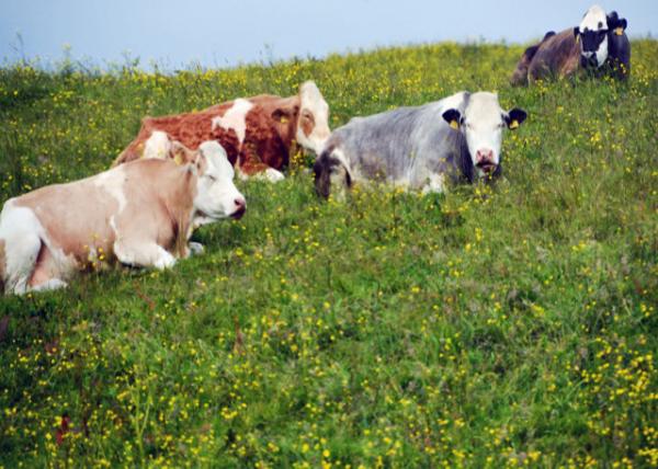 2016-07-14_Animal_British Simmental Cattle0001.JPG