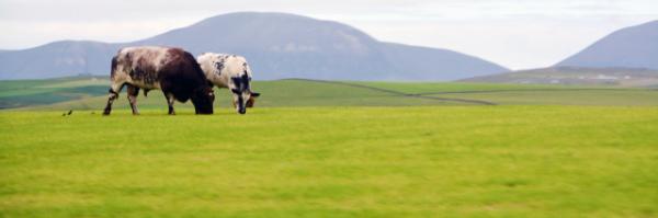2016-07-14_Animal_Beef Shorthorn Cattle-50001.JPG