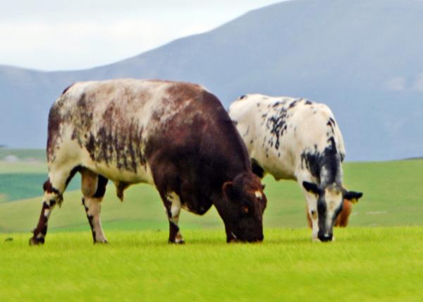 2016-07-14_Animal_A Herd of Cattle-40001.JPG