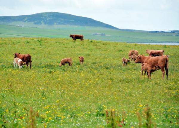 2016-07-14_Animal_Suckler Cow-40001.JPG