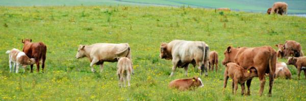 2016-07-14_Animal_Suckler Cow-30001.JPG