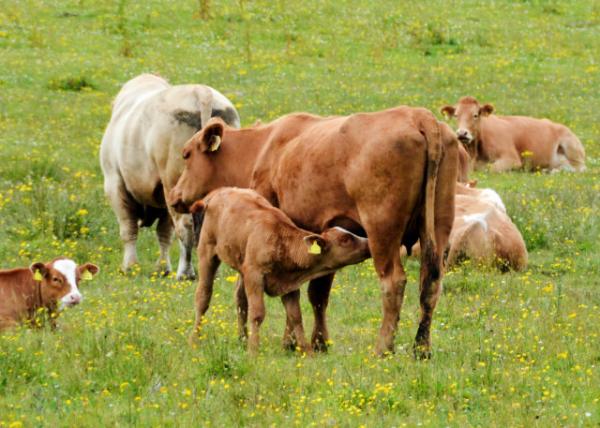 2016-07-14_Animal_Suckler Cow-10001.JPG