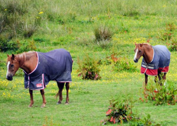 2016-07-14_Animal_Carriage Horses-20001.JPG