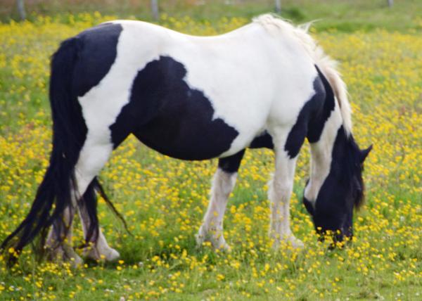 2016-07-14_Animal_Shetland Horse0001.JPG