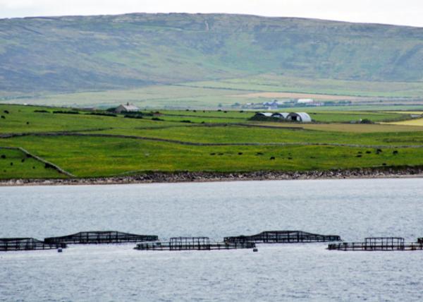 2016-07-14_Kirkwall_Fish Farm 泡-10001.JPG