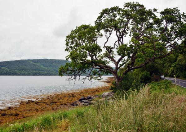 2016-07-12_Loch Eck_Beach̲-20001.JPG