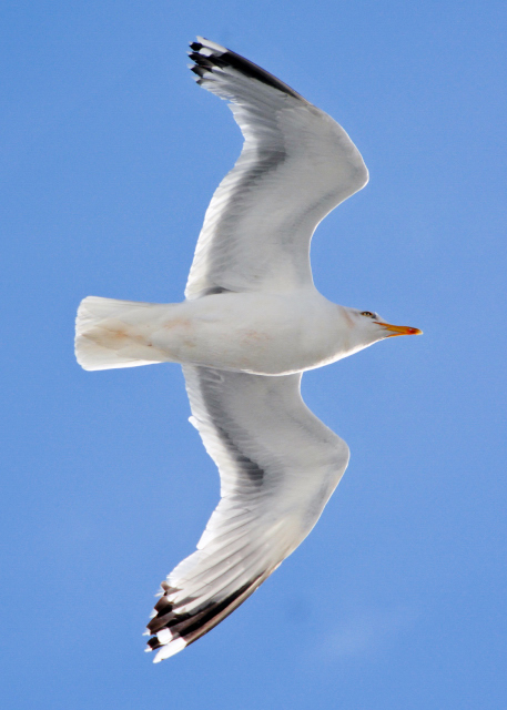 1748565012718318.jpg 2016-07-12_Inveraray Great Black-Backed Gull大黑背鸥0001.JPG
