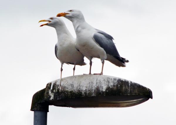 2016-07-12_Inveraray Seagulls_Jill and Jack ͽܿ-20001.JPG