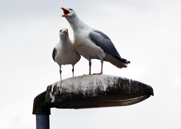2016-07-12_Inveraray Seagulls-30001.jpg