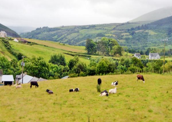 2016-07-11_Glencloy_Lush Pasture ֮ȡïʢ-40001.JPG