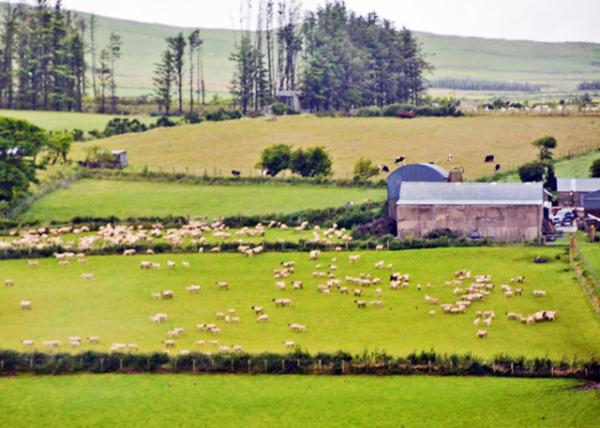 2016-07-11_Glenshesk_Green Forage ֮ȡɫ-50001.JPG