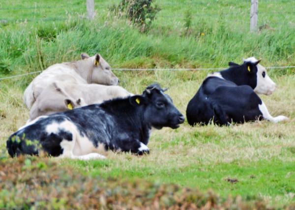 2016-07-11_Animal_Brown Swiss & Friesian Cattle ʿţڰ׻ţ-30001.JPG