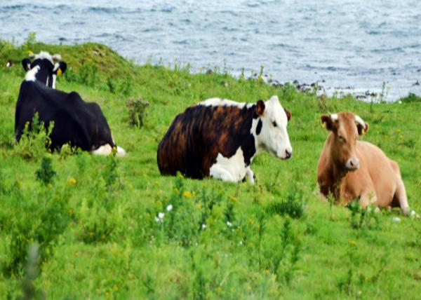 2016-07-11_Animal_Friesian Cattle Dexter Cow ڰ׻ţ¿˹ţ-20001.JPG