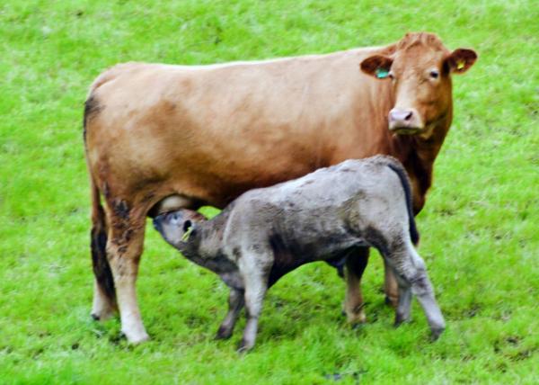 2016-07-11_Animal_Dexter Cattle ¿˹ţ0001.JPG