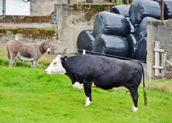 2016-07-11_Animal_Black Hereford ں︣0001.JPG