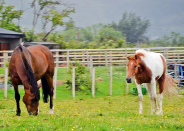 2016-07-11_Animal_Quarter &  Pinto Horses 0001.JPG