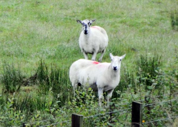 2016-07-11_Animal_Cow Sheep ţ-10001.JPG