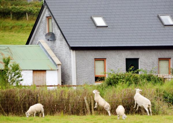 2016-07-11_Animal_Irish Sheep -30001.JPG