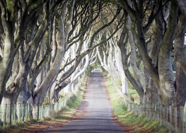 2016-07-11_Ballymoney_Dark Hedges on Bregagh Rd 򡤺ڰ-10001.JPG