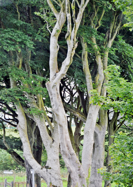2016-07-11_Ballymoney_European Beeches ŷɽë-20001.JPG