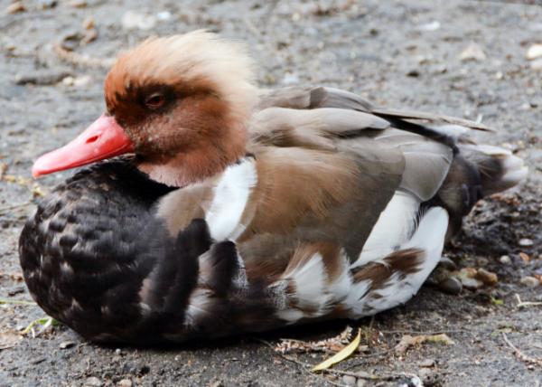 2016-06-24_Mandarin Duck ԧ0001.JPG