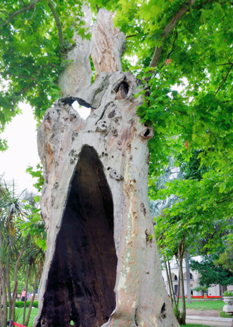 1748914646864389.jpg 2015-06-27_3rd Courtyard_Hollow Tree 空心树0001.JPG