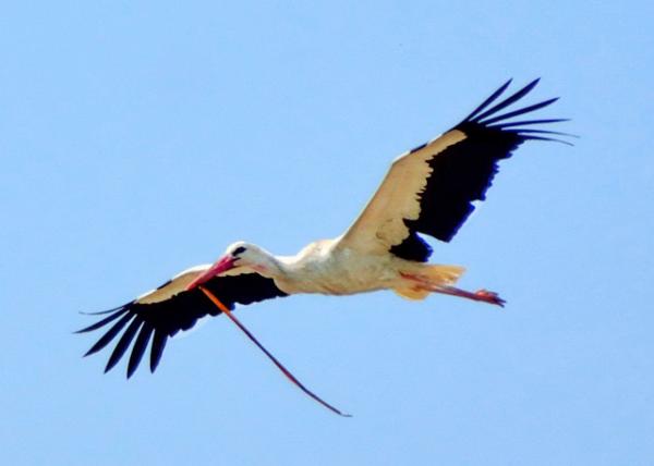 2015-06-18_Stork 0001.JPG