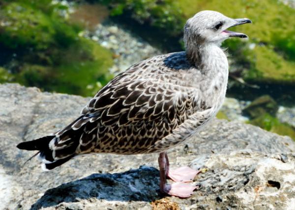 2015-06-25_Seagull Ÿ0001.JPG