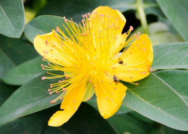 2015-06-25_Plant_Perforate St John's-Wort Ҷ˿-10001.JPG