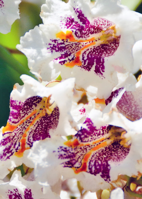 2015-06-25_Plant_Iris Bismarckiana β-40001.JPG