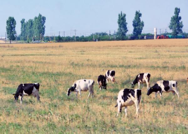 2015-06-24_Farm_Cattle on the Ranch ϵţȺ0001.JPG
