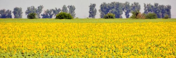 2015-06-24_Farm_Sunflower Field0001.JPG