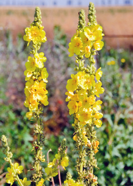 2015-06-24_Flowers_Verbascum ޲-10001.JPG