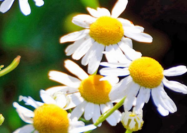 2015-06-24_Flowers_Oxeye Daisy ţ۾-20001.JPG