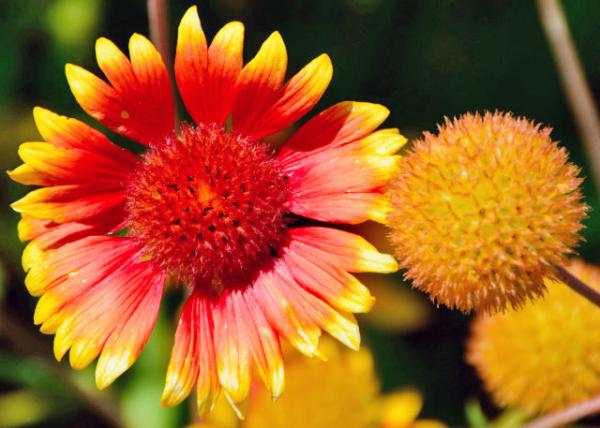 2015-06-24_Flowers_Indian Blanket ˾-30001.JPG