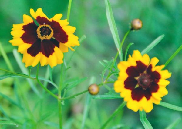 2015-06-24_Flowers_Golden-mane Coreopsis 𼦾-50001.JPG