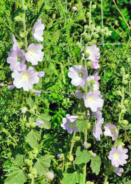 2015-06-24_Flowers_Bellflowers -60001.JPG