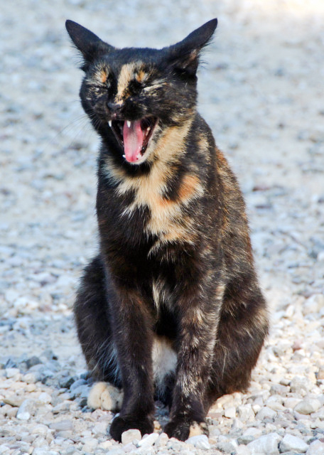 2018-07-15_Animal_Greedy Cat è0001.JPG